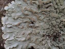 Image of canoparmelia lichen