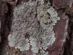 Image of canoparmelia lichen