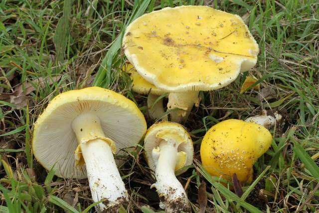 Imagem de Amanita flavella E.-J. Gilbert & Cleland 1941