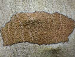 Image of enterographa lichen