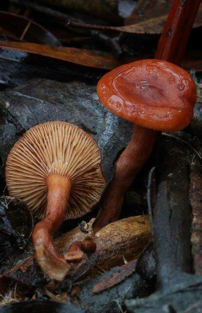 Image de Lactarius eucalypti O. K. Mill. & R. N. Hilton 1987