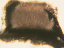 Image of Lophodermium