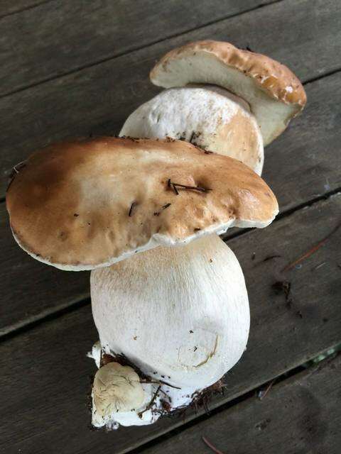 Image of Boletus