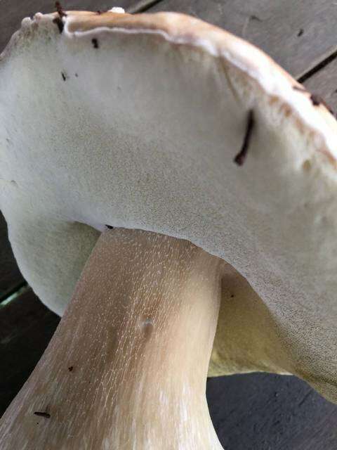 Image of Boletus