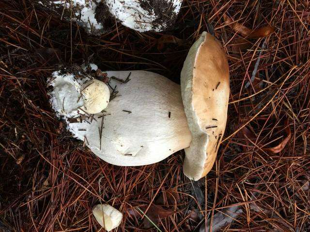 Image of Boletus