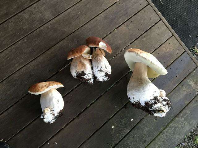 Image of Porcini and Allies