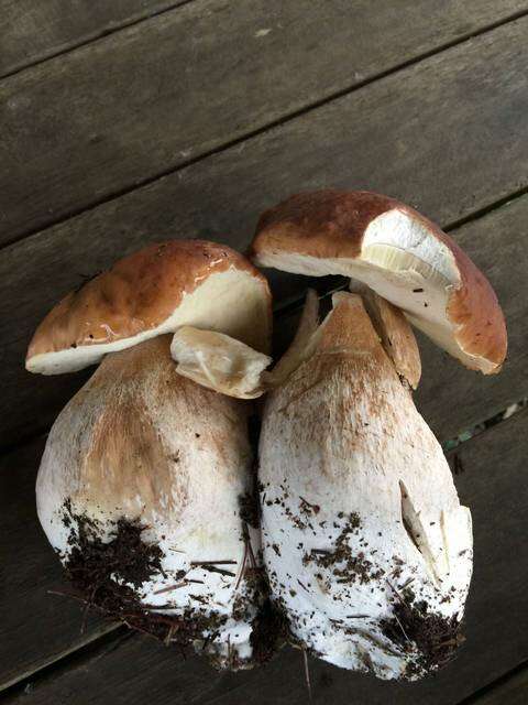 Image of Boletus