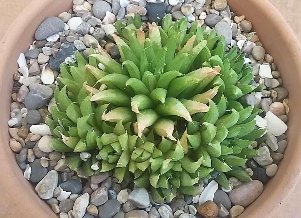 Image of Haworthia chloracantha Haw.