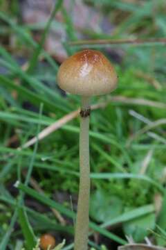 صورة Protostropharia