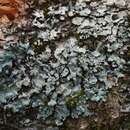 Image of myelochroa lichen