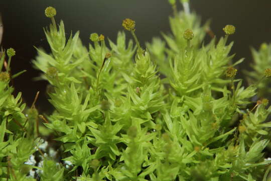 Image of aulacomnium moss