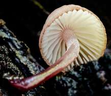 Mycena kuurkacea Grgur. 2003 resmi