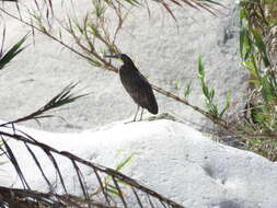 Image of Fasciated Tiger Heron