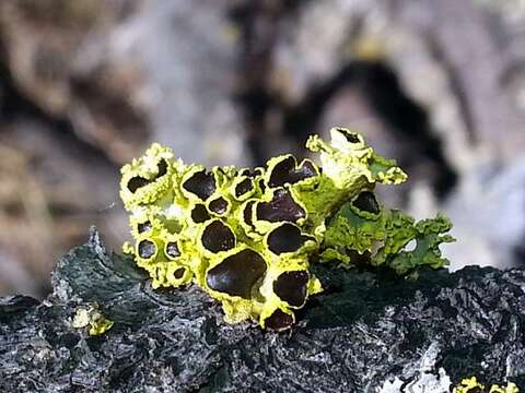 Image of Sunshine lichens