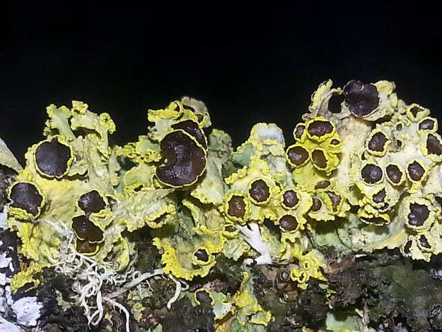 Image of Sunshine lichens