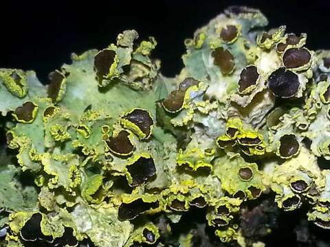 Image of Sunshine lichens