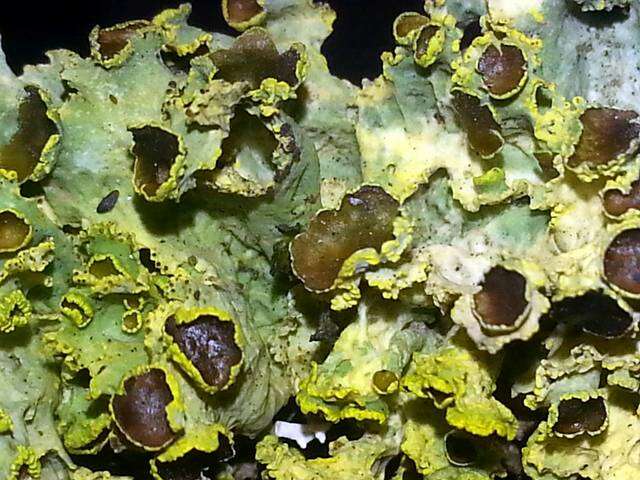 Image of Sunshine lichens