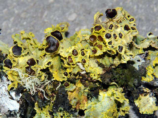 Image of Sunshine lichens