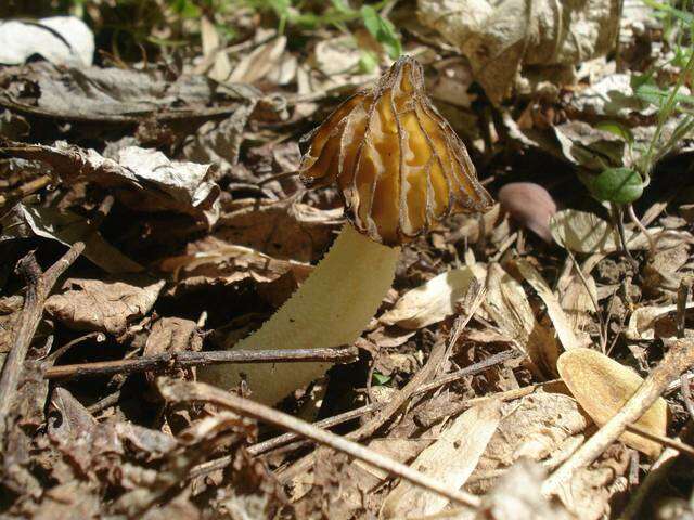 Image of Morchella punctipes Peck 1903