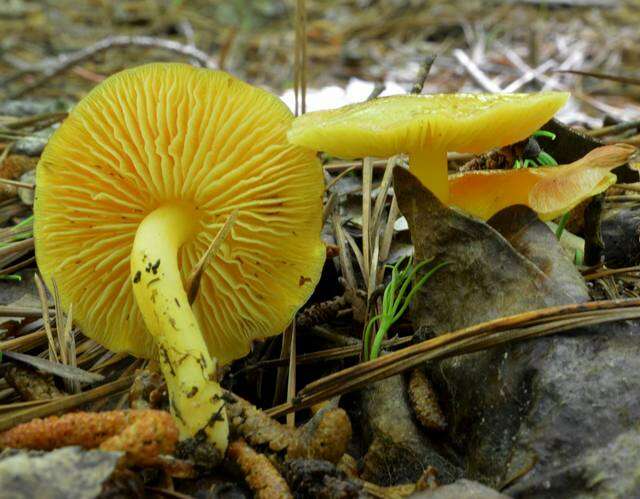 Image de Hygrocybe flavescens (Kauffman) Singer 1951