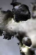 Image of Thornbush lichens
