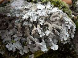 Image of shield lichen