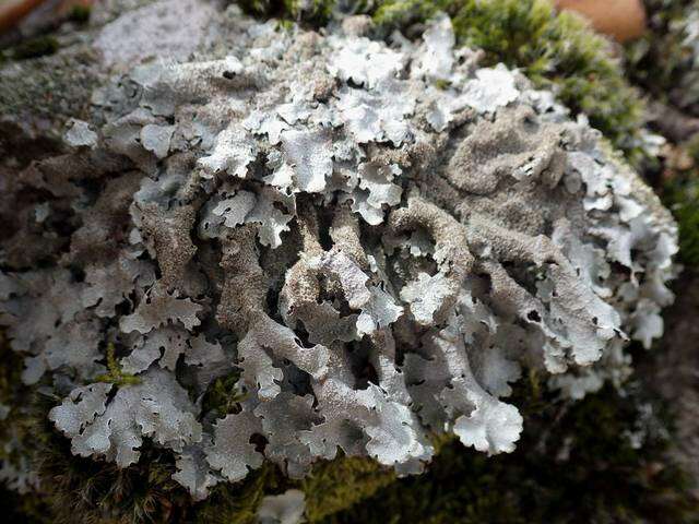 Image of shield lichen