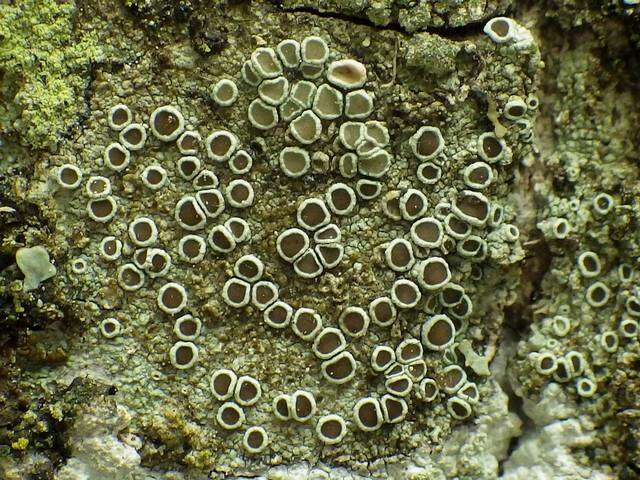 Image of Lecanora Ach.