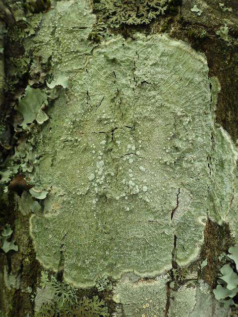 Image of Pertusariaceae