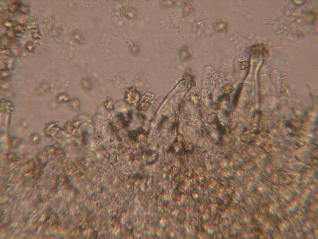 Imagem de Inocybe xanthomelas Boursier & Kühner 1933