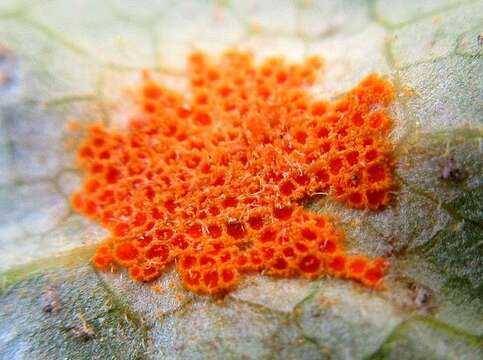 Image of Mayapple Rust