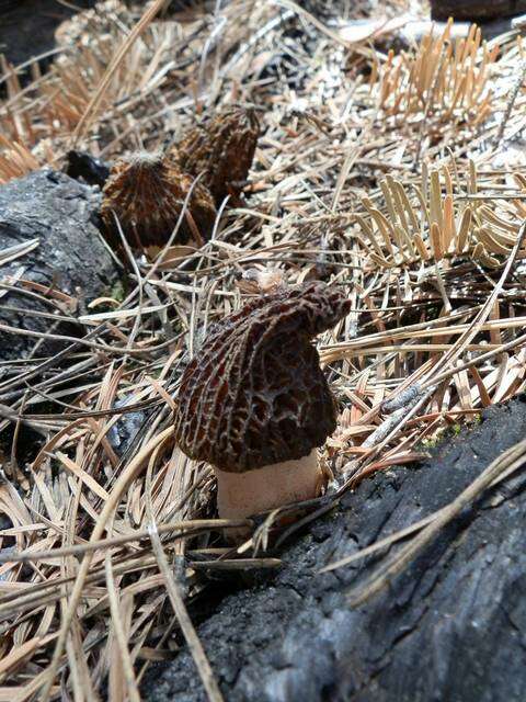 Plancia ëd Morchella sextelata M. Kuo 2012