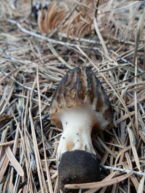 Image of Morchella sextelata M. Kuo 2012