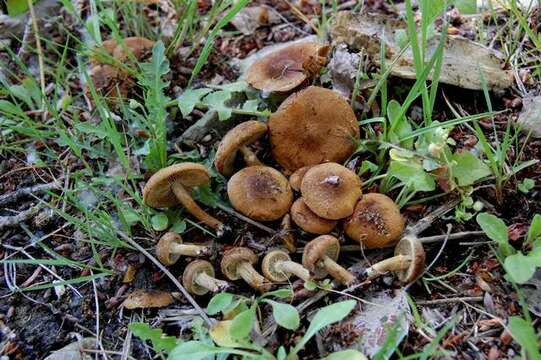 Inocybe dulcamara (Pers.) P. Kumm. 1871 resmi