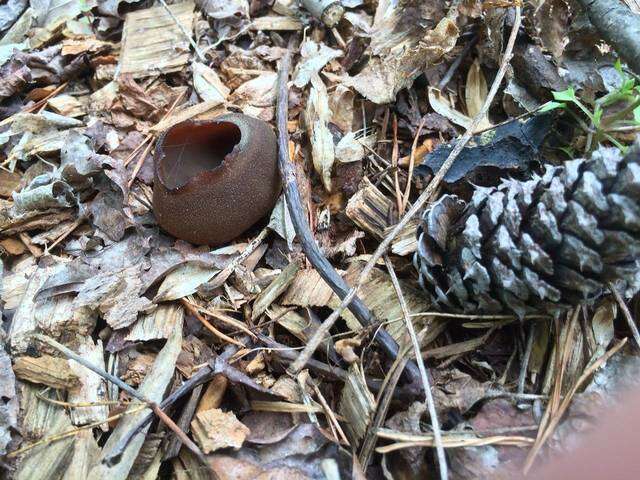 Image of cup fungi