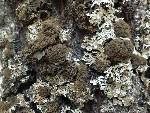 Image of dendriscocaulon lichen