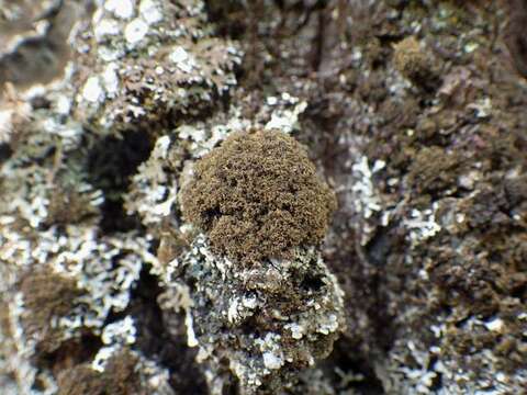 Image of dendriscocaulon lichen