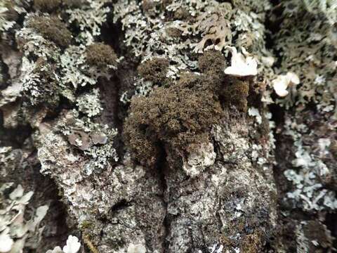 Image of dendriscocaulon lichen