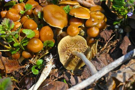 Image of Psilocybe ovoideocystidiata Guzmán & Gaines 2007