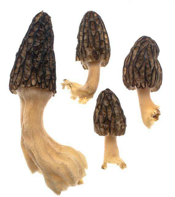 Image of Morchella angusticeps Peck 1887