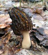 Image of Morchella angusticeps Peck 1887