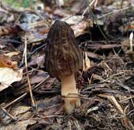 Image of Morchella angusticeps Peck 1887