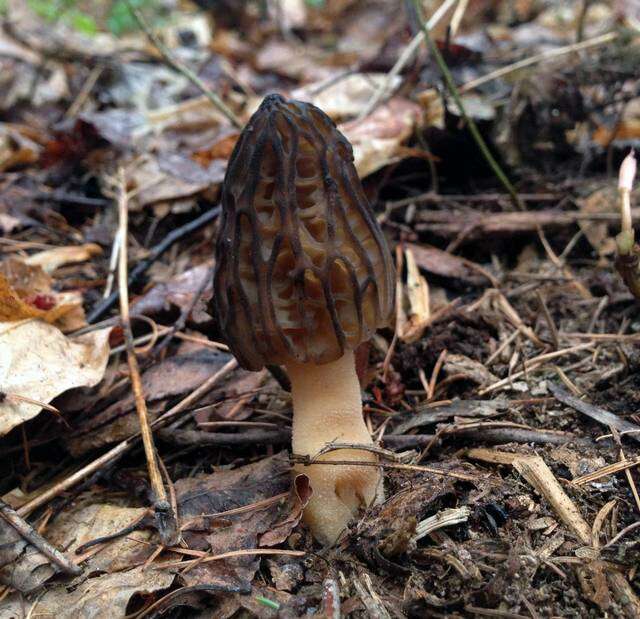 Plancia ëd Morchella angusticeps Peck 1887