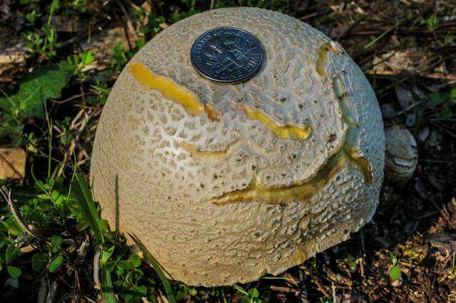 Image of Amanita persicina (Dav. T. Jenkins) Tulloss & Geml 2015