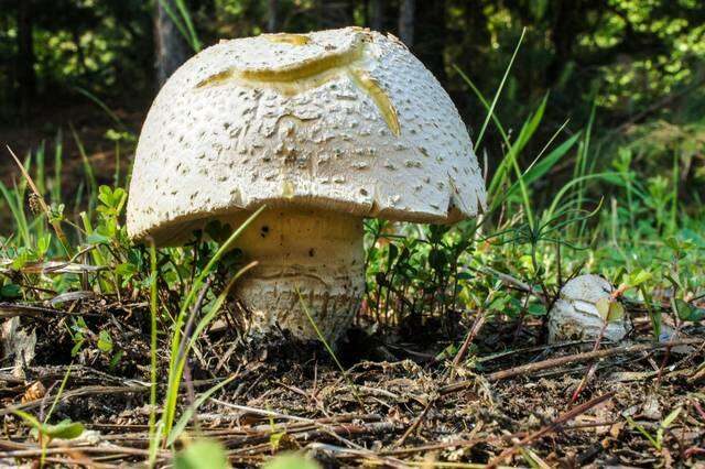 Image of Amanita persicina (Dav. T. Jenkins) Tulloss & Geml 2015