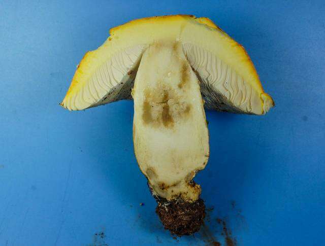 Image of Amanita persicina (Dav. T. Jenkins) Tulloss & Geml 2015