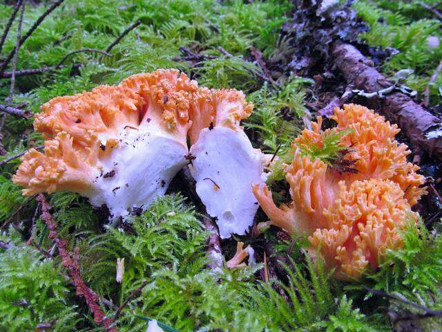 Image of Ramaria stuntzii Marr 1974