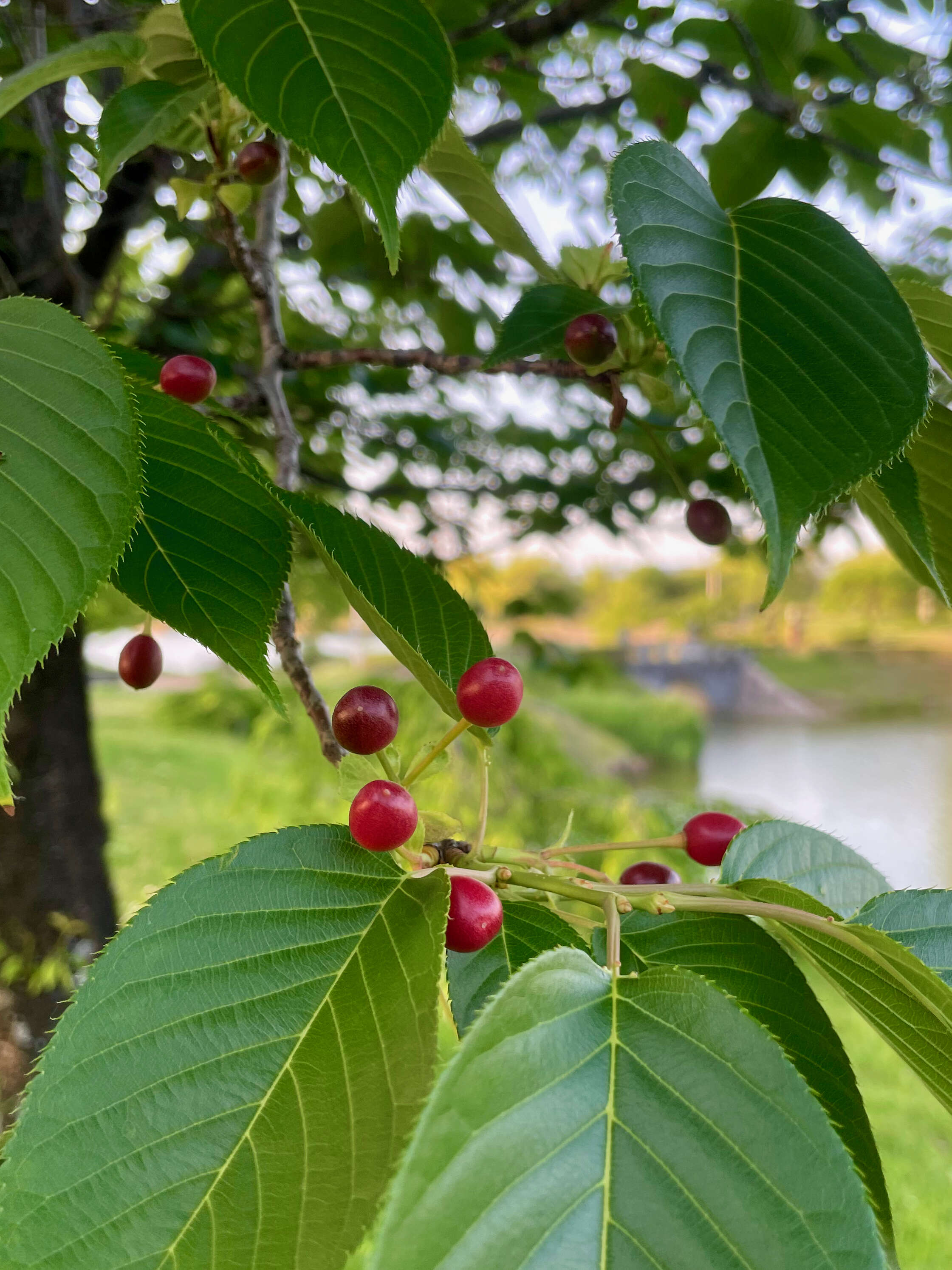 Image of hybrid cherry