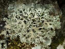 Image of Powder-headed tube lichen