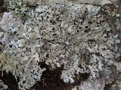 Image of shield lichen